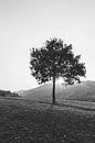 De eenzame boom (in zwart wit) van Merel Tuk thumbnail