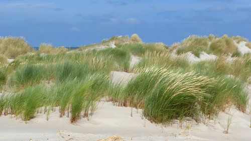 De duinen van Terschelling