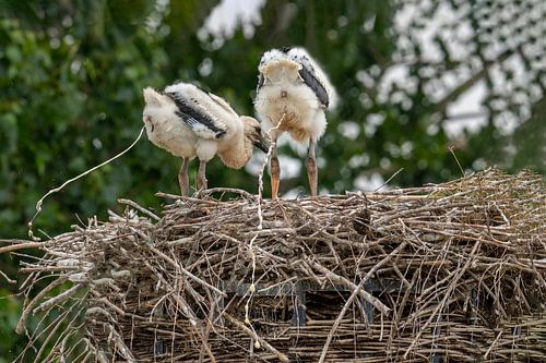 Synchroon poepende ooievaarsjongen