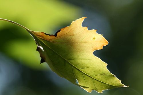 End of the summer (2)