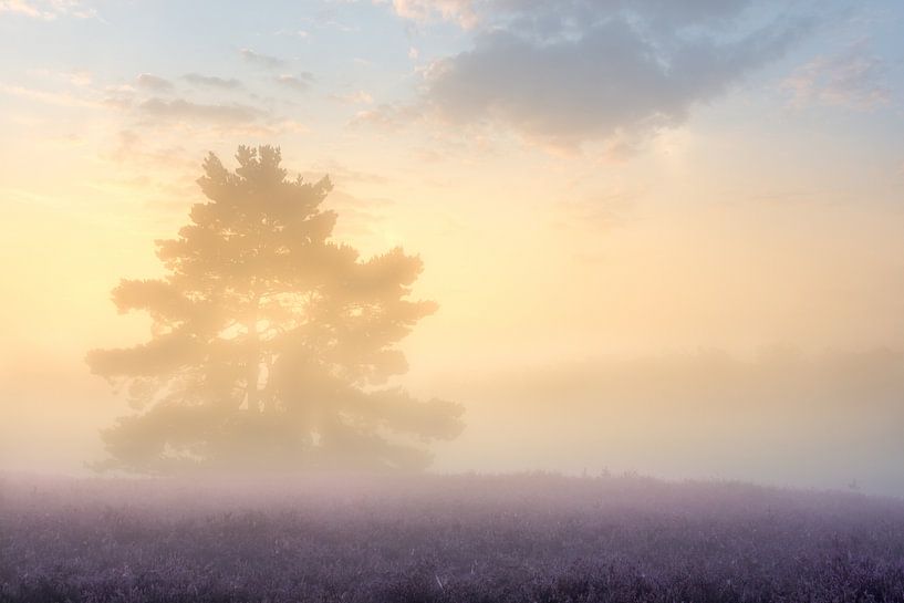 Mysterieuze zonsopkomst op de Brunssummerheide van John van de Gazelle fotografie