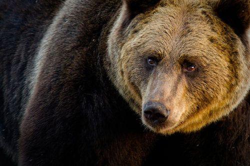 Portrait de l'ours brun