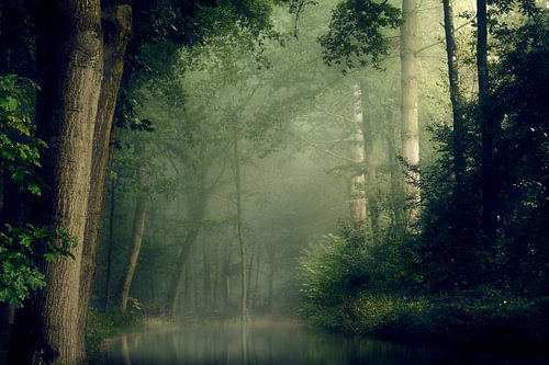 Take It Easy (mistig zomerbos)