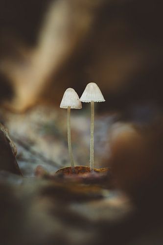 Paddenstoelen - De stille wachters van het bos van Danielle Tempelaars