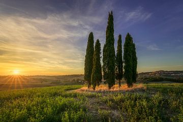 Ikonischer Zypressenhain bei Sonnenuntergang in der Maremma