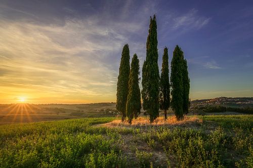 Iconische cipressenbos bij zonsondergang in de Maremma