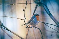 Robin in the forest
