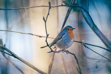 Robin in the forest by Albert Foekema Fotografie