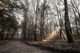 Sonnenstrahlen von Michael Fousert