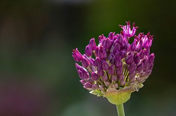 Gros plan sur une fleur d'allium violette sur Joachim Küster