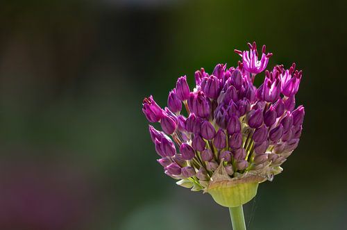 Nahaufnahme eine lila Allium-Blüte