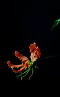 Bloem Gloriosa
