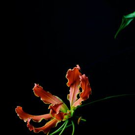 Bloem Gloriosa van Leonie van den Udenhout