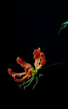Blume Gloriosa von Leonie van den Udenhout