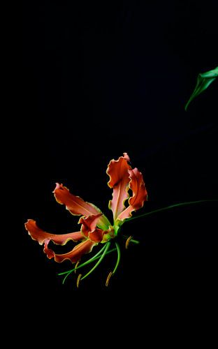 Bloem Gloriosa