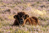 Schotse Hooglander