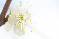 Weiße Blüte in Blüte von Caroline van der Vecht Miniaturansicht