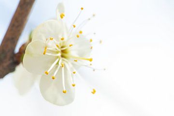 Witte bloesem in bloei van Caroline van der Vecht