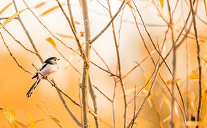 Mésange à queue