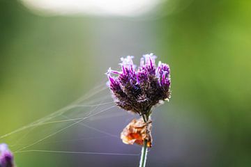 Herfstbloem met spinnenweb van SuparDisign