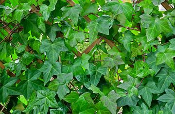 Feuilles de lierre sur Bo Valentino