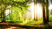 Une belle forêt au printemps avec un soleil éclatant dans le brouillard