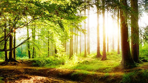 Wunderschöner Wald im Frühling mit hellen Sonnenlicht im Nebel