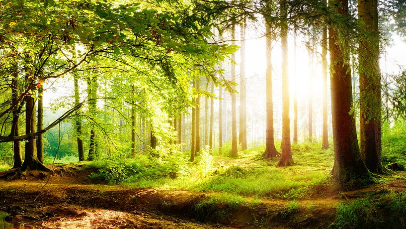 Wunderschöner Wald im Frühling mit hellen Sonnenlicht im Nebel von Günter Albers
