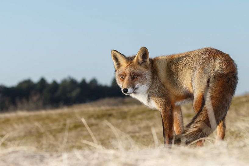 Vos in mooi licht van Menno Schaefer