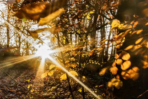 Lichtval in een bos