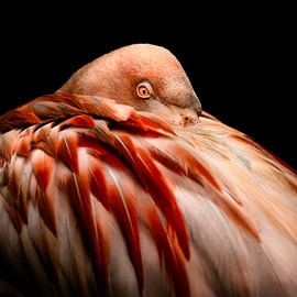 Flamingo Diva 3 by Geert Huyskens Photography