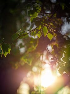 Vers licht