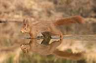 Red squirrel in a pond reflected sur Art Wittingen Aperçu