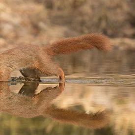 Red squirrel in a pond reflected by Art Wittingen