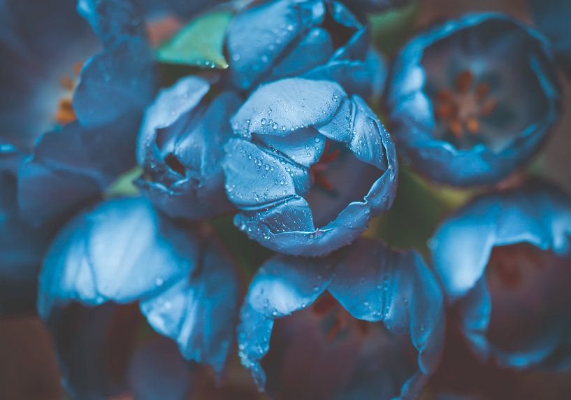 Blue Tulips by Steffen Gierok
