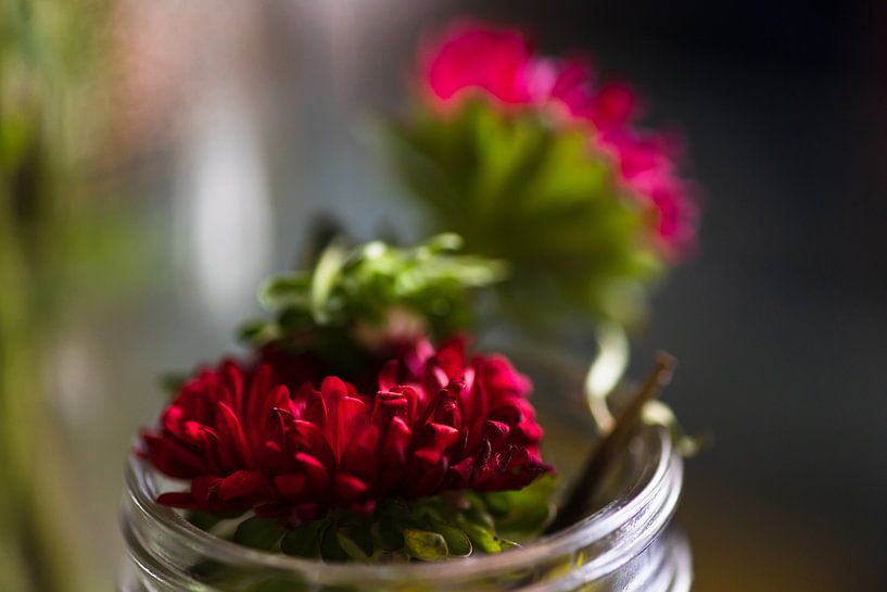 Asters capturés dans la lumière du verre par Erwin van Eekhout