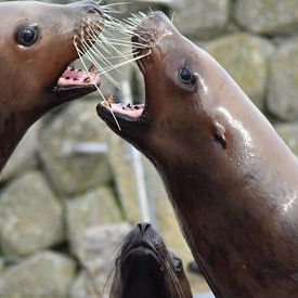 Sea lions von Denise Jansen
