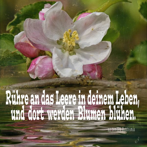 ZEN - Buddhismus von Christine Nöhmeier