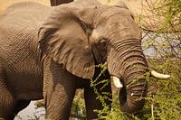 Olifant eet pas omgevallen boom