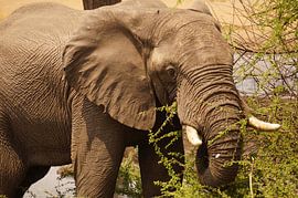 Olifant eet pas omgevallen boom van Erna Haarsma-Hoogterp