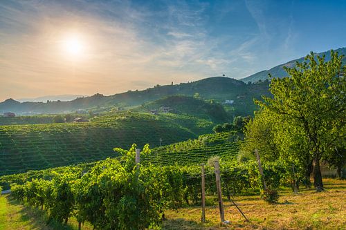 Prosecco Hills landschap, wijngaarden en bomen bij zonsondergang