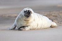 zeehonden pup op het  Noordzee strand