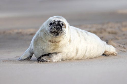 Seal pup on North Sea beach