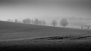 Arbres dans un paysage brumeux