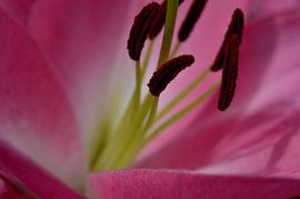 Lelie von Hein de Vries