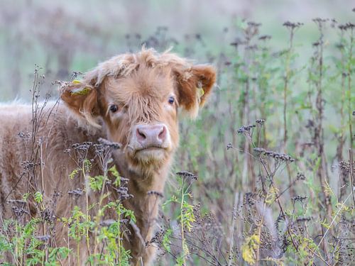Neugieriges schottisches Hochlandkalb