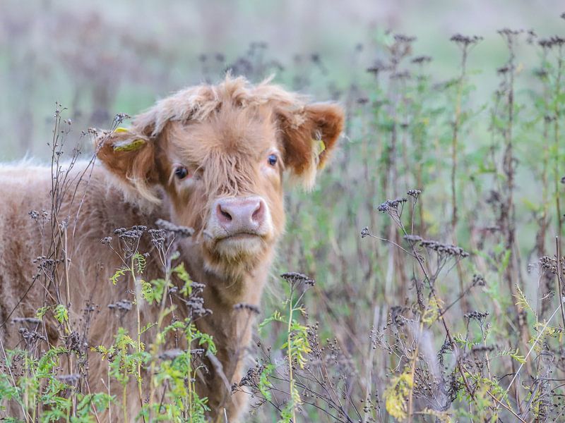 Curious Scottish Highland calf by Karin van Rooijen Fotografie