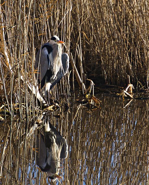 Héron dans les roseaux par joyce kool