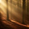 Zonneharpen schijnen door de bomen op een mooie ochtend van Bas Meelker
