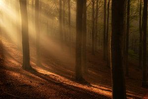 Sonnenharfen leuchten an einem schönen Morgen durch die Bäume
